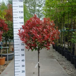 Photinia Carre Rouge Op Stam
