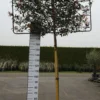 Photinia Robusta Compacta Leirek