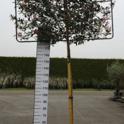 Photinia Robusta Compacta Leirek