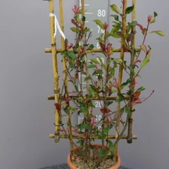 Photinia Fraseri ‘Dynamo Red’ Op Rek