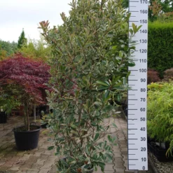 Photinia Fraseri ‘Pink Marble’