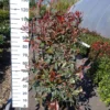 Photinia Fraseri ‘Pink Marble’ Metalen Rek