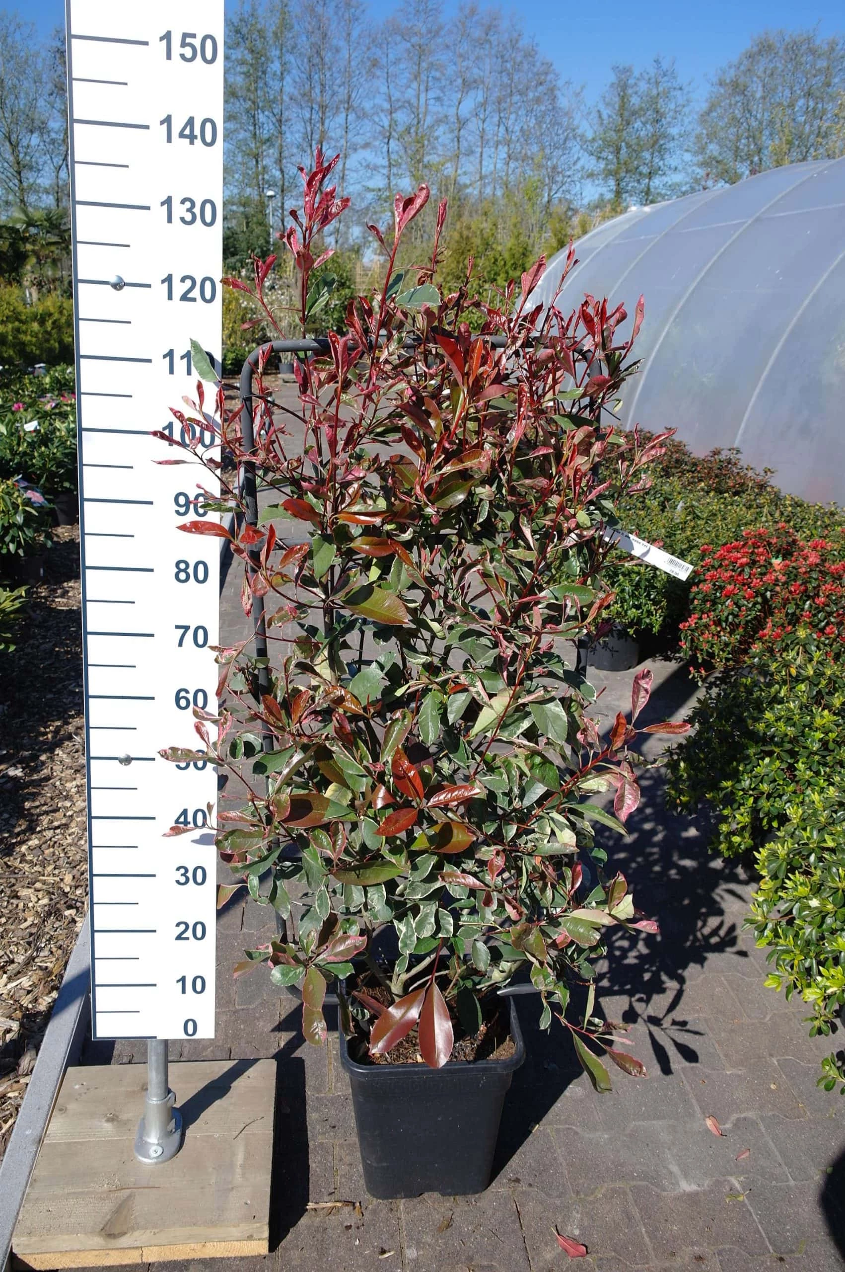 Photinia Fraseri ‘Pink Marble’ Metalen Rek 3 Photinia Fraseri ‘Pink Marble’ Metalen Rek