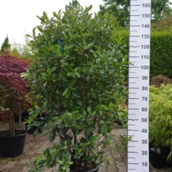 Photinia Red Robin
