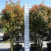 Photinia Red Robin Multistam -Huisdecoratie Winkel photinia red robin multistam scaled 1