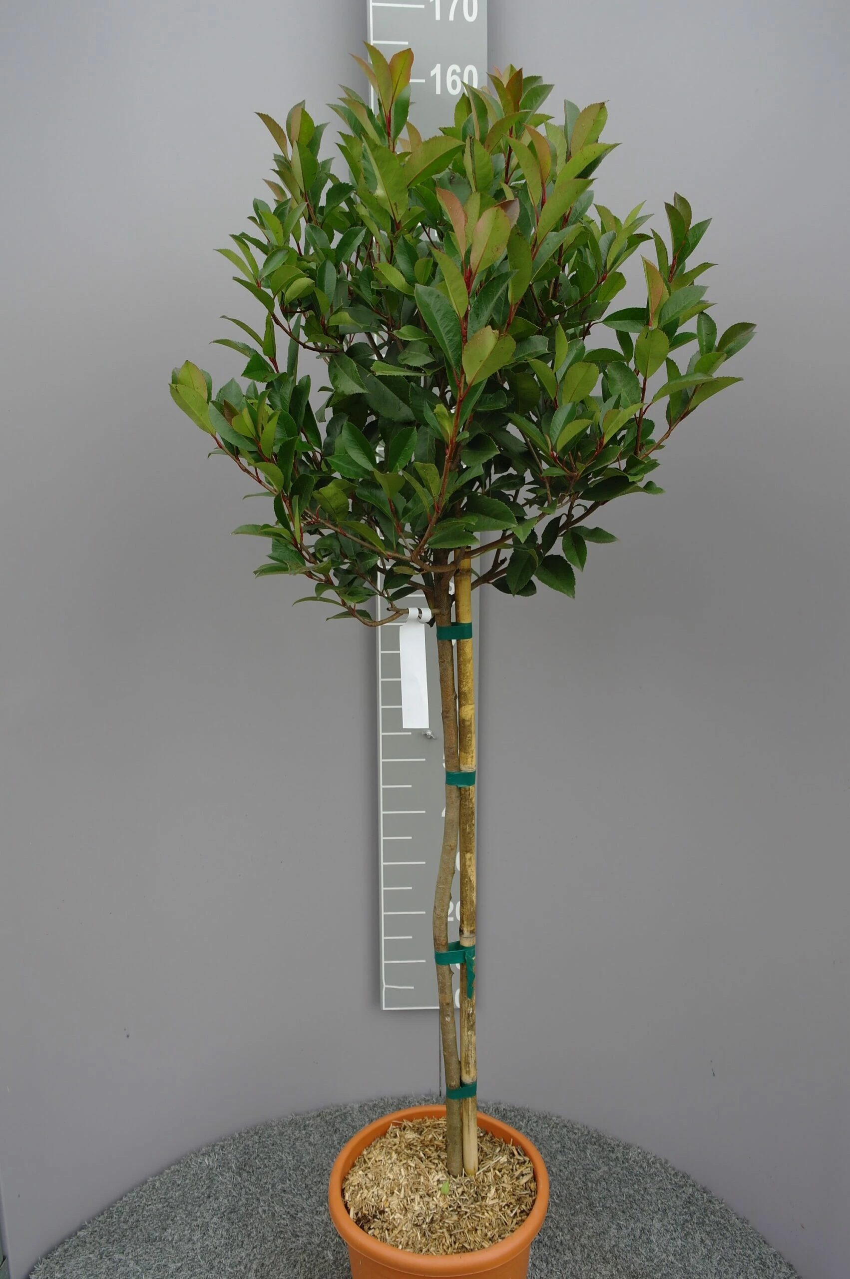 Photinia Red Robin Op Stam 3 Photinia Red Robin Op Stam