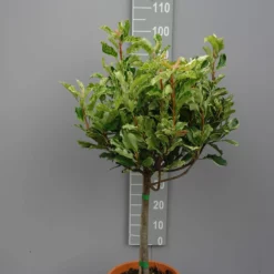 Photinia Serratifolia ‘Pink Crispy’