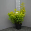 Physocarpus Op. Dart’s Gold -Huisdecoratie Winkel physocarpus op darts gold 1299 scaled 1