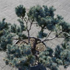 Picea Punguns Glauca -Huisdecoratie Winkel picea pungus glauca kl 1 scaled 1