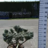 Picea Punguns Glauca -Huisdecoratie Winkel picea pungus glauca kl scaled 1