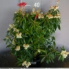 Pieris ‘Forest Flame’ 1 Pieris ‘Forest Flame’ -Huisdecoratie Winkel pieris forest flame 1399 2 scaled 1