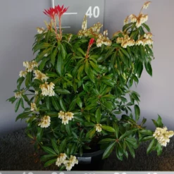 Pieris ‘Forest Flame’