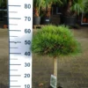 Pinus Densiflora ‘Benelux’ Op Stam -Huisdecoratie Winkel pinus benelux stam40 scaled 1