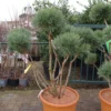 Pinus Bonsai -Huisdecoratie Winkel pinus bonsai 2 scaled 1