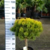 Pinus Mugo ‘Golden Glow’ -Huisdecoratie Winkel pinus golden glow scaled 1