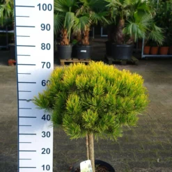 Pinus Mugo ‘Golden Glow’
