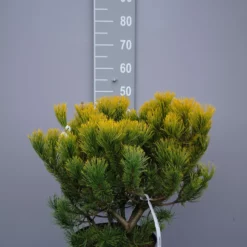 Pinus Mugo ‘Carstens Wintergold’