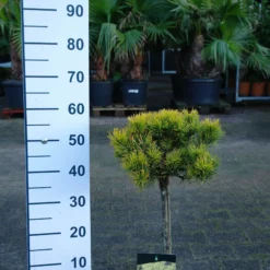 Pinus Mugo ‘Carstens Wintergold’ Op Stam