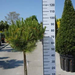 Pinus Mugo ‘Golden Glow’