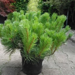 Pinus Mugo Pumillio
