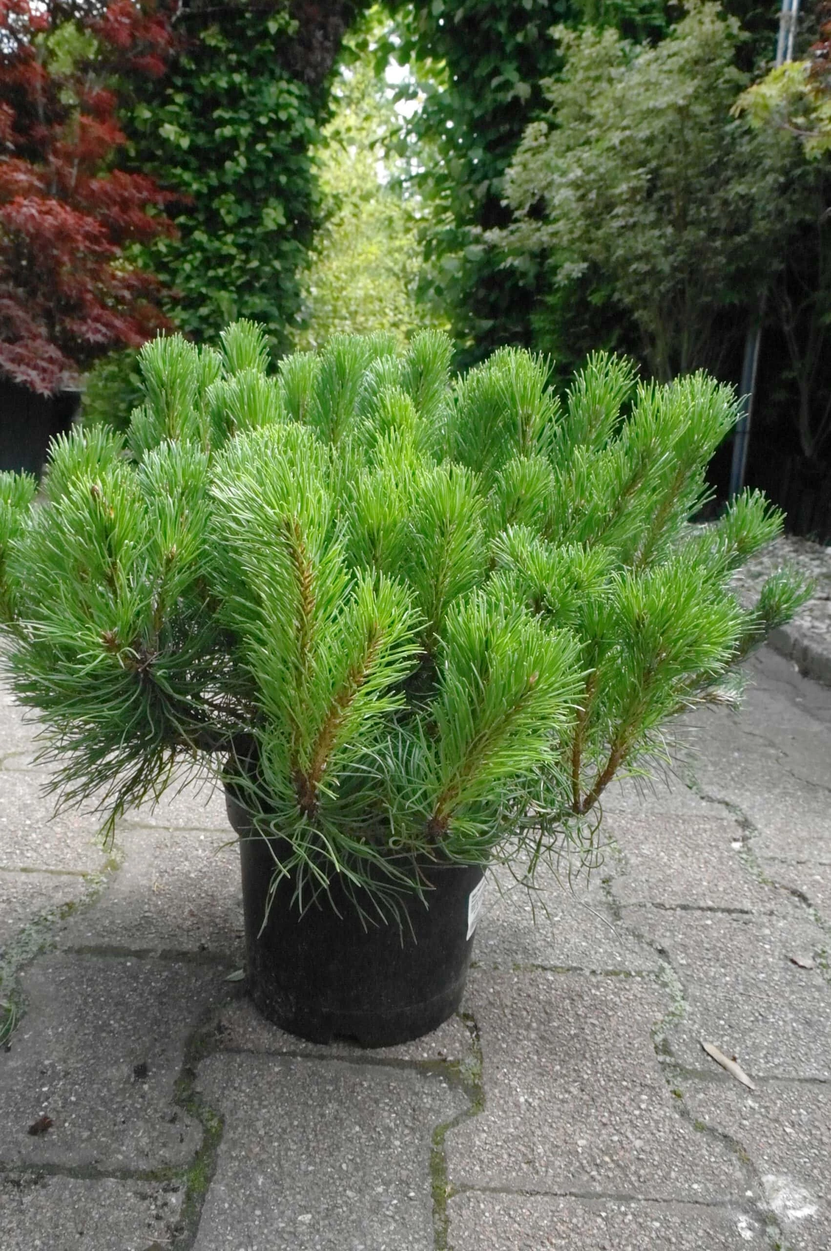 Pinus Mugo Pumillio 3 Pinus Mugo Pumillio