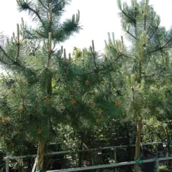 Pinus Nigra Nigra -Huisdecoratie Winkel pinus nigra nigra 300 350 2