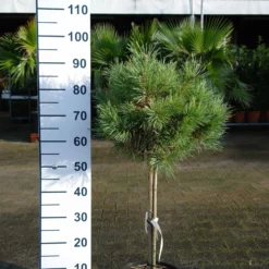 Pinus Sylvestris ‘Chantry Blue’ Op Stam