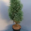 Pinus Sylvestris Fastigiata -Huisdecoratie Winkel pinus silvesteris fastigiata 3699 scaled 1