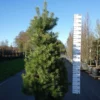 Pinus Sylvestris 2 Pinus Sylvestris -Huisdecoratie Winkel pinus sylvestris scaled 1