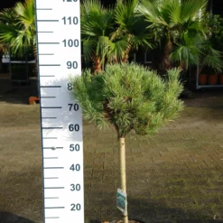 Pinus Sylvestris Watereri Op Stam