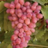 Vitis Vinifera ‘Piroschka’ – Roze Druif