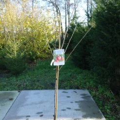 Prunus Domestica ‘Bleue De Belgique’ 5 Prunus Domestica ‘Bleue De Belgique’ -Huisdecoratie Winkel pruim halfstam scaled 2