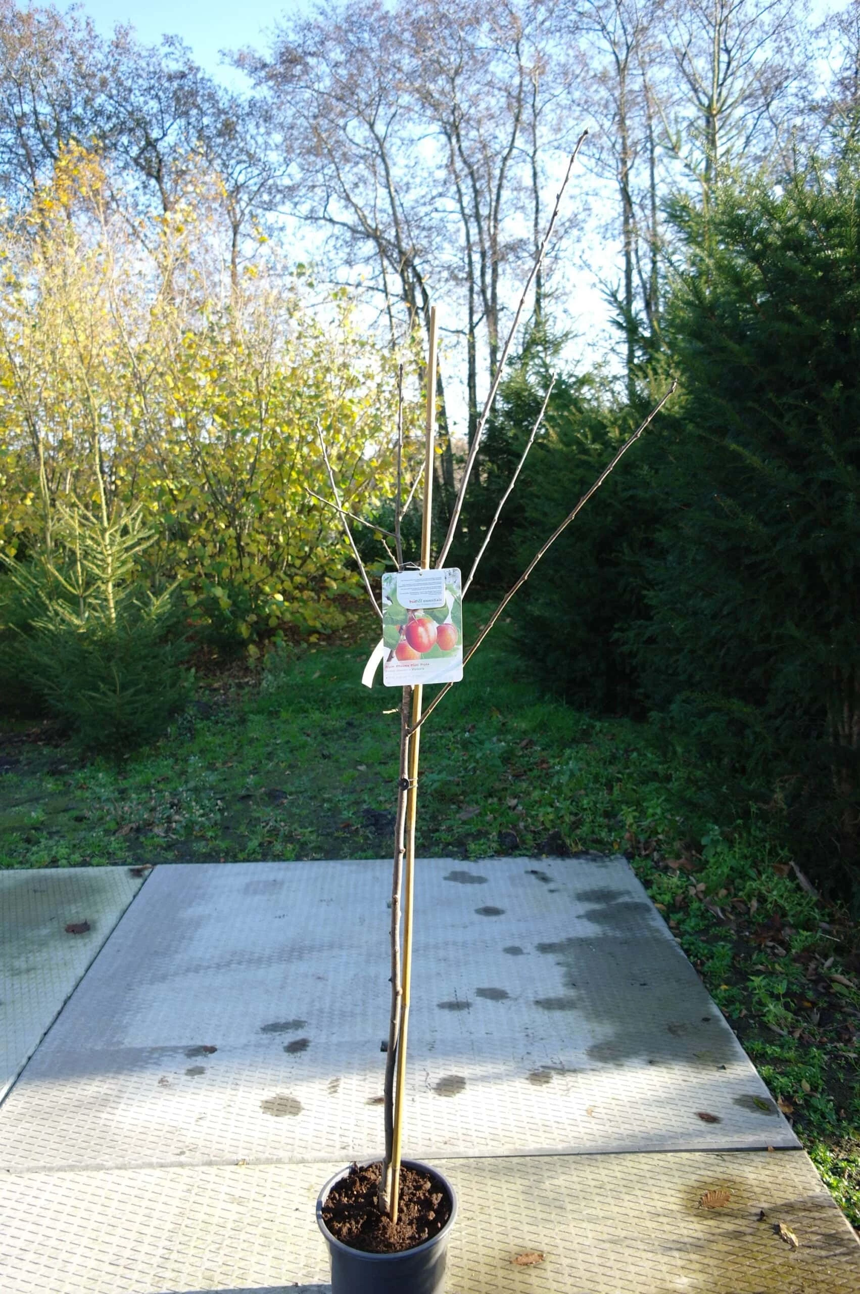 Prunus Domestica ‘Bleue De Belgique’ 4 Prunus Domestica ‘Bleue De Belgique’ - Afbeelding 2