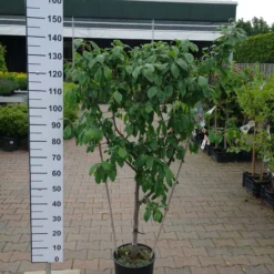 Prunus Victoria 13 Prunus Victoria -Huisdecoratie Winkel pruim victoria leivorm 69.00 scaled 1