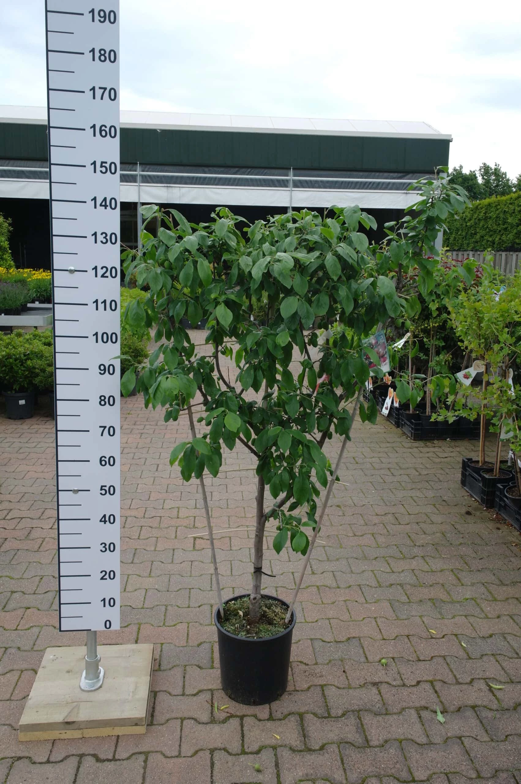 Prunus Victoria 7 Prunus Victoria - Afbeelding 5