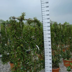 Prunus Lusitanica Brenelia Leirek