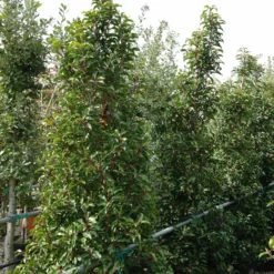 Prunus Lusitanica Brenelia Piramide