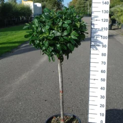 Prunus Laurocerasus Novita