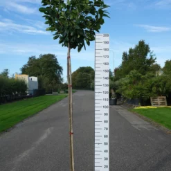 Prunus Laurocerasus ‘Novita’