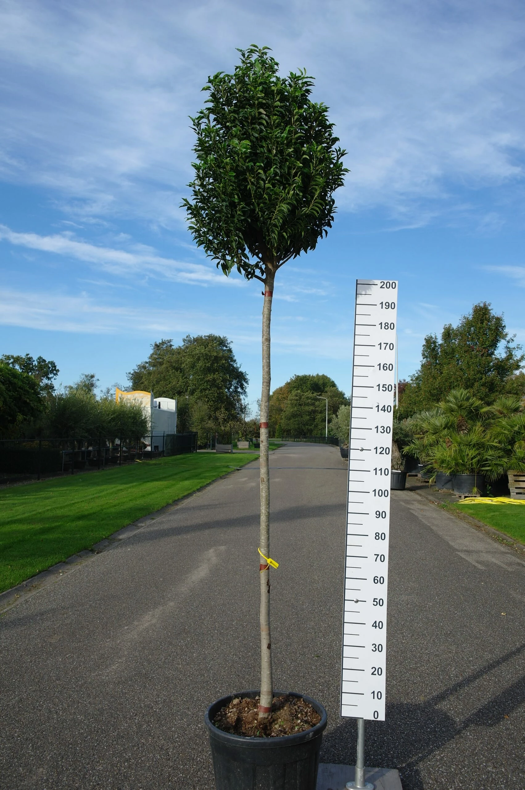 Prunus Lusitanica Angustifolia Op Stam 3 Prunus Lusitanica Angustifolia Op Stam