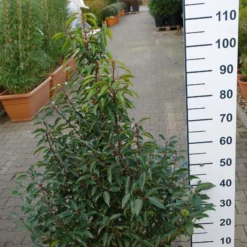 Prunus Lusitanica Angustifolia -Huisdecoratie Winkel prunus lusitanica 100 120 49.00 scaled 1