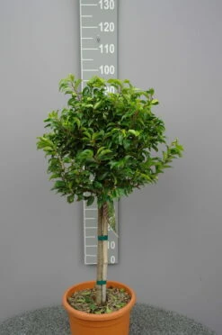 Tuininnovaties: Praktische Gidsen en Trends voor de Moderne Tuinier 2 Prunus Lusitanica Brenelia Op Stam