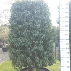 Prunus Lusitanica Angustifolia