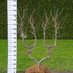 Prunus Domestica ‘Mirabelle De Nancy’