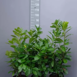 Prunus Laurocerasus Novita
