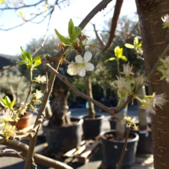 Prunus Dom. Opal 7 Prunus Dom. Opal -Huisdecoratie Winkel prunus opal 29900 3 scaled 1