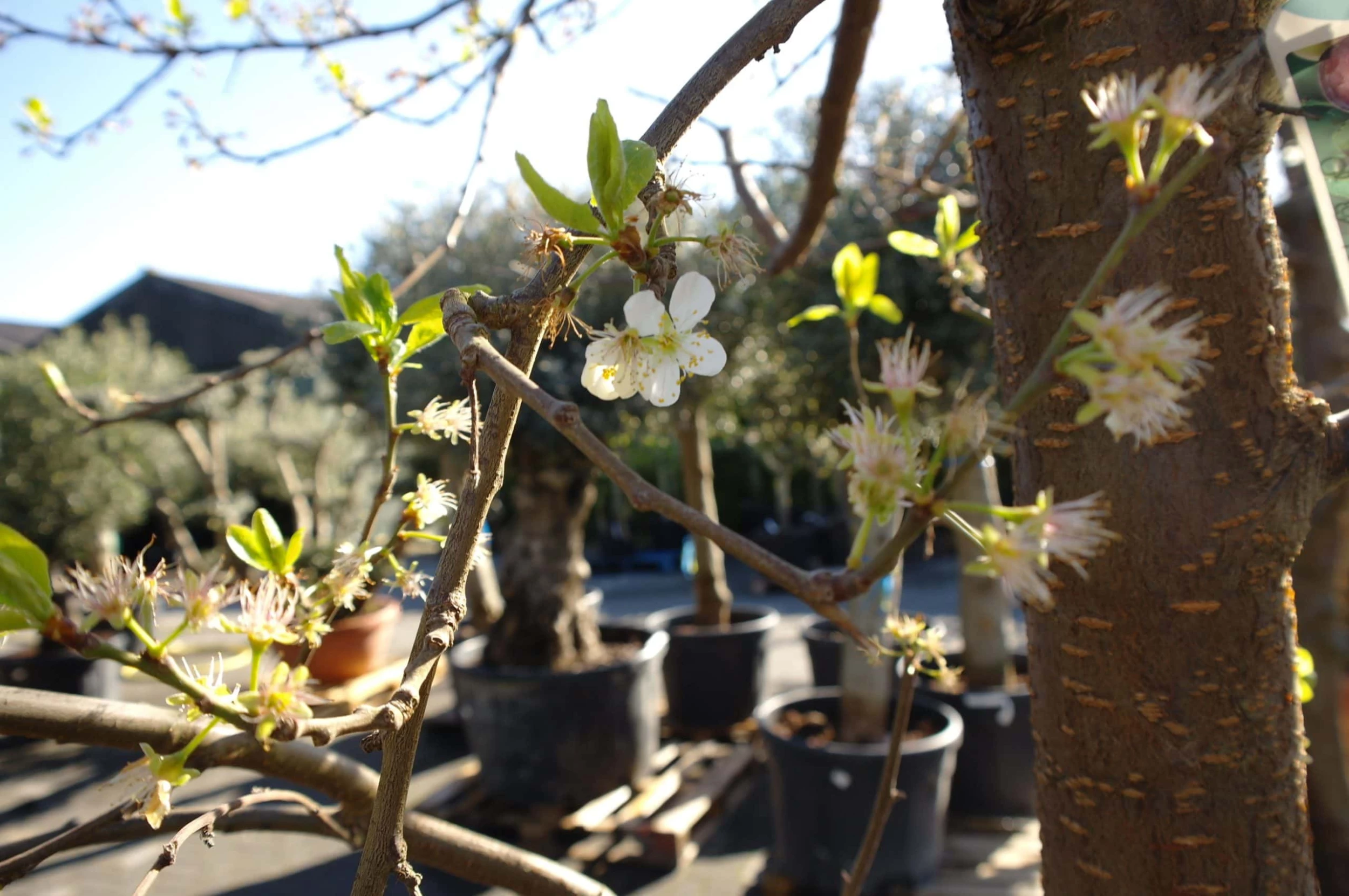 Prunus Dom. Opal 5 Prunus Dom. Opal - Afbeelding 3