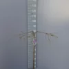 Prunus Subhirtella ‘Pendula Rosea’ 2 Prunus Subhirtella ‘Pendula Rosea’ -Huisdecoratie Winkel prunus subt pendula rosea 3799 scaled 1