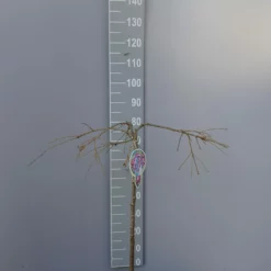 Prunus Subhirtella ‘Pendula Rosea’