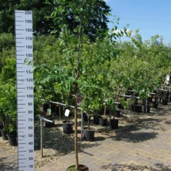 Prunus Victoria 14 Prunus Victoria -Huisdecoratie Winkel prunus victoria 39.95 scaled 1